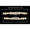 Зубы акриловые цвет A1 (T2, L2, M30) 28 шт. (NMA1T2M30), Yamahachi, Япония